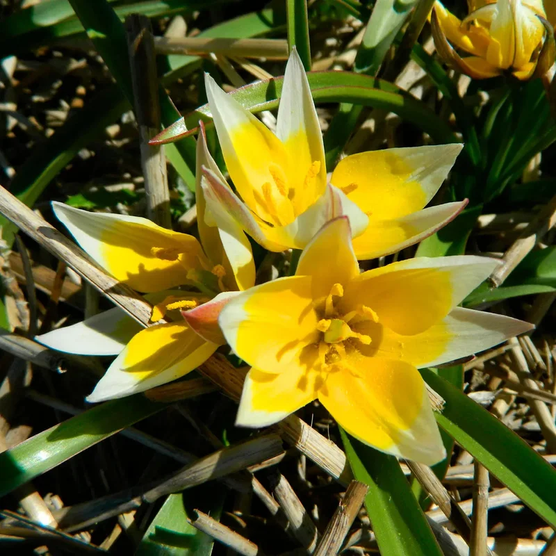Tulipe Tarda