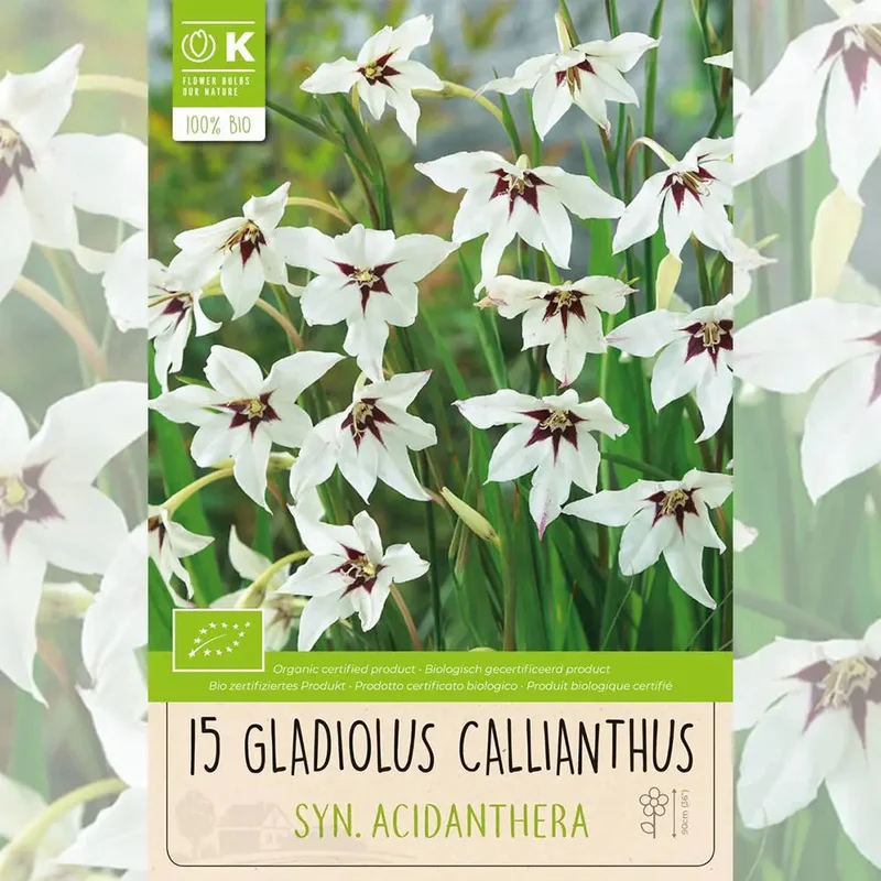 Glaïeul Callianthus Syn. Acidenthera