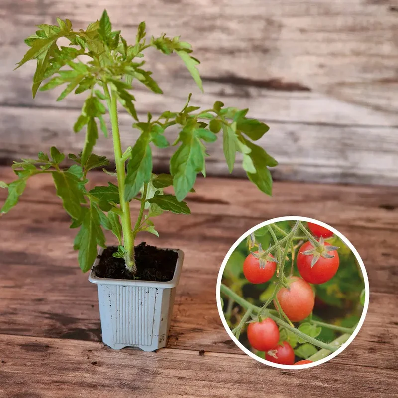 Tomate Ditmarsher's Suspension