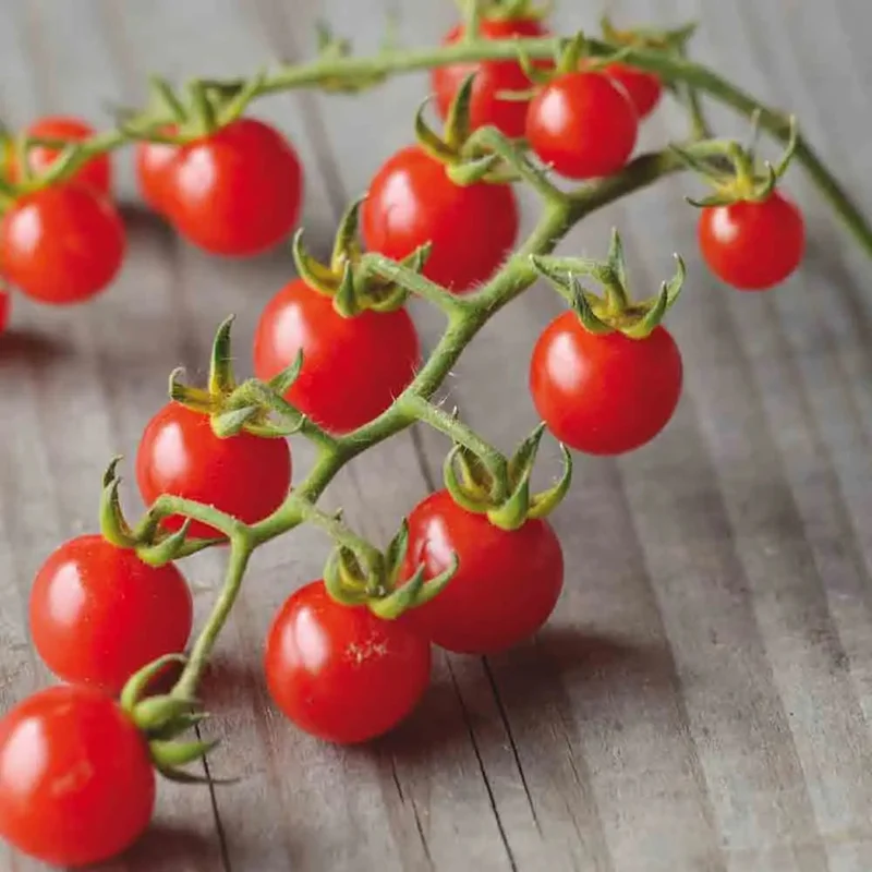 Tomate Barbaniaka