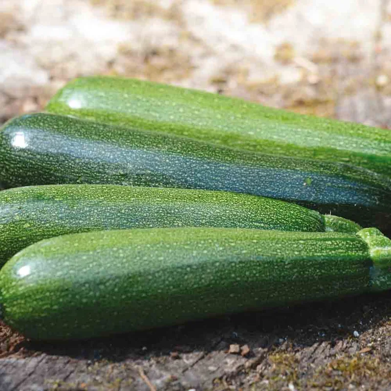 Courgette Verte Non Coureuse Des Maraichers