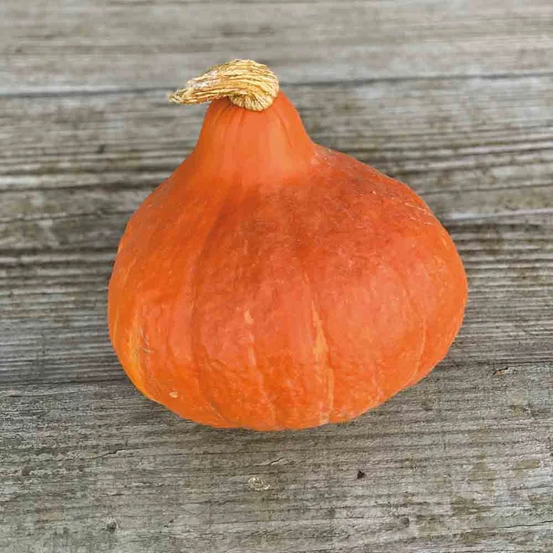 Potiron Potimarron