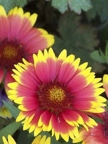 Gaillarde lutin