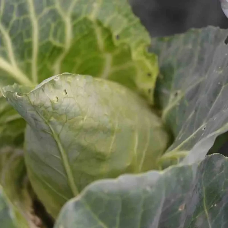 Chou Cabus Pointu De Chateaurenard