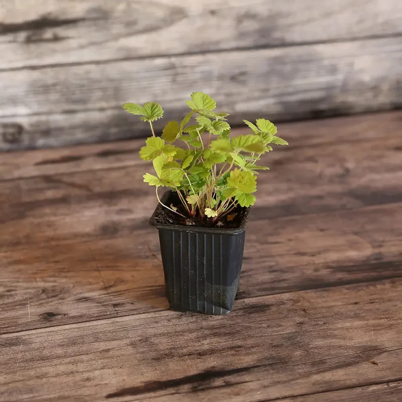 Fraisier Golden Alpine