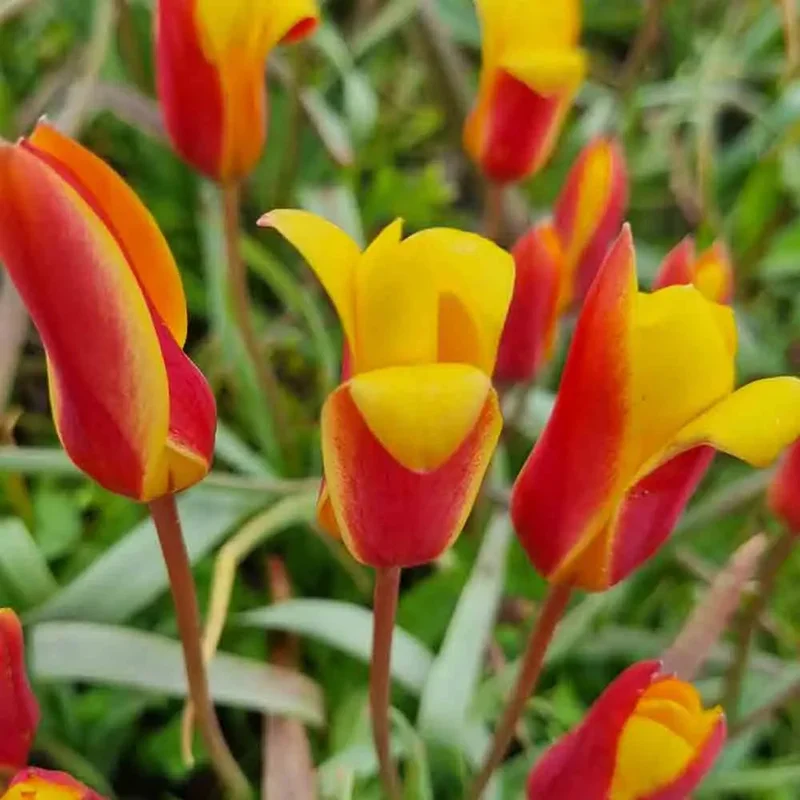 Tulipe Clusiana Var. Chrysantha
