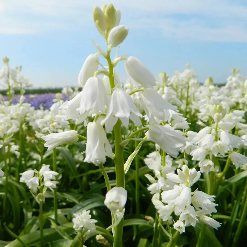 Jacinthe Hispanica Blanc