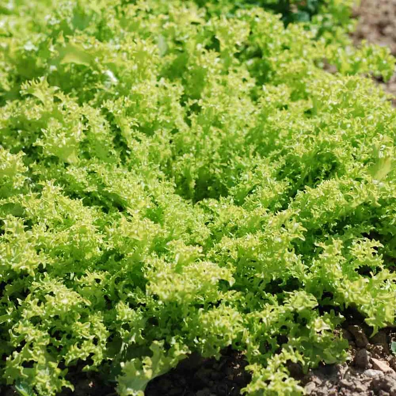 Chicoree Frisee Grosse Pancaliere