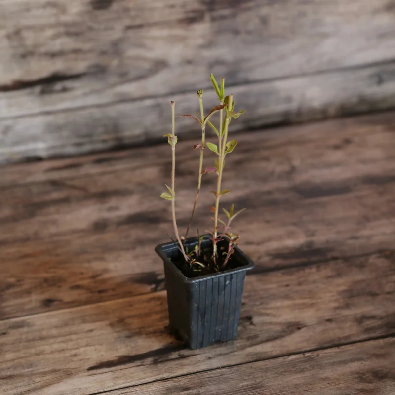 Menthe Glaciale Ou Ricqles