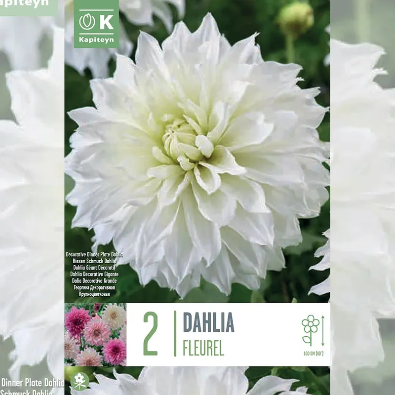 Dahlia Fleurel