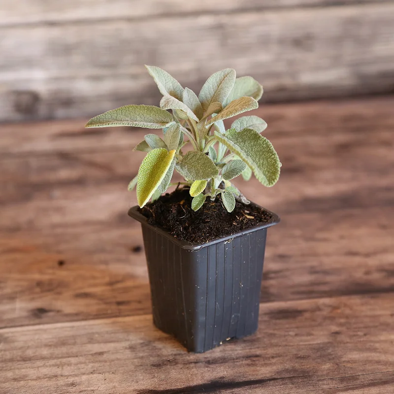 Sauge Officinale À Larges Feuilles Berggarten