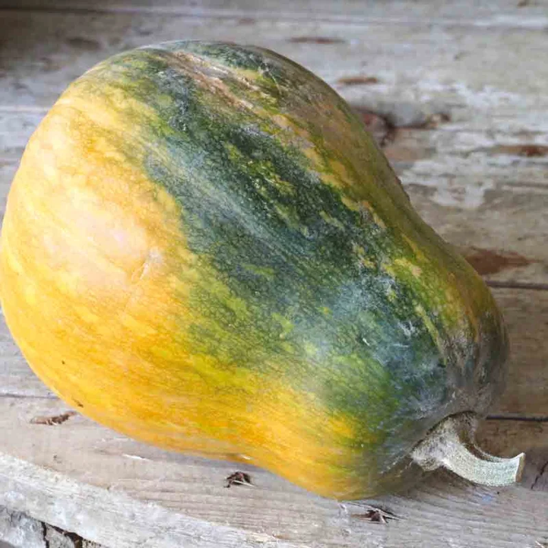 Courge Musquee Sucrine Du Berry