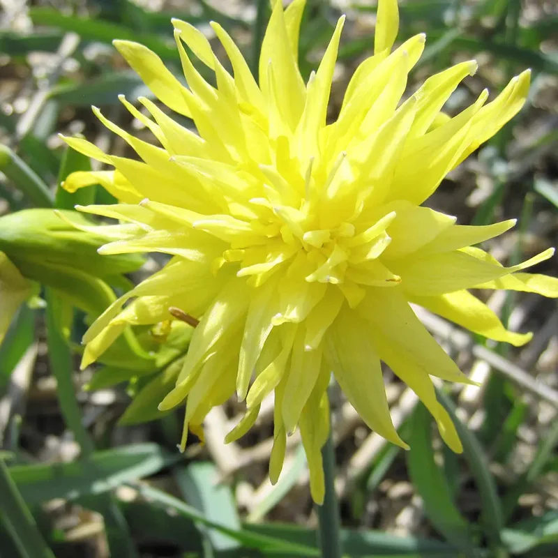 Narcisse Rip Van Winkle