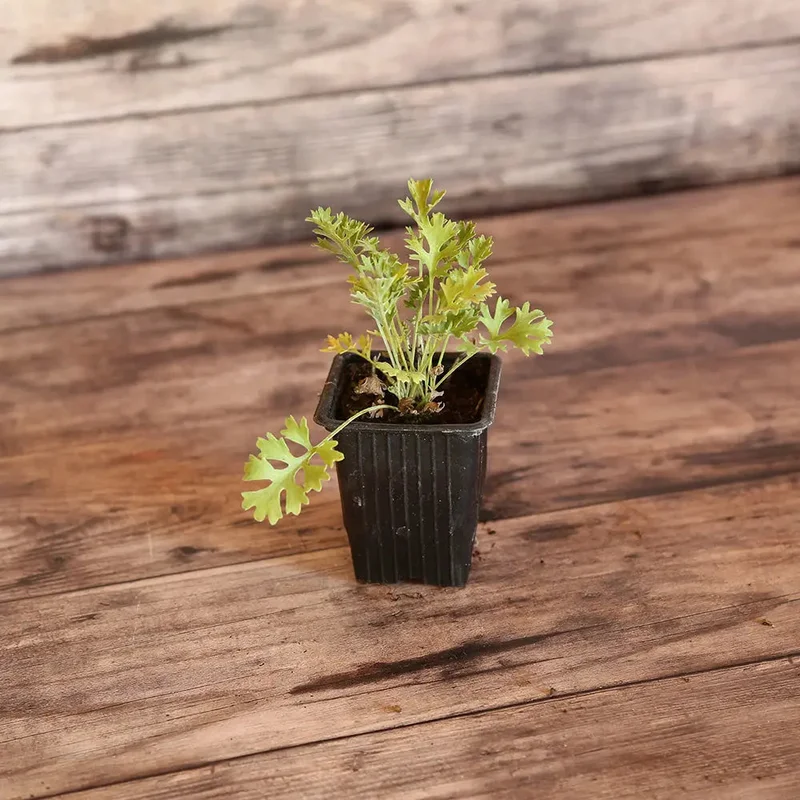 Pyrethre De Dalmatie