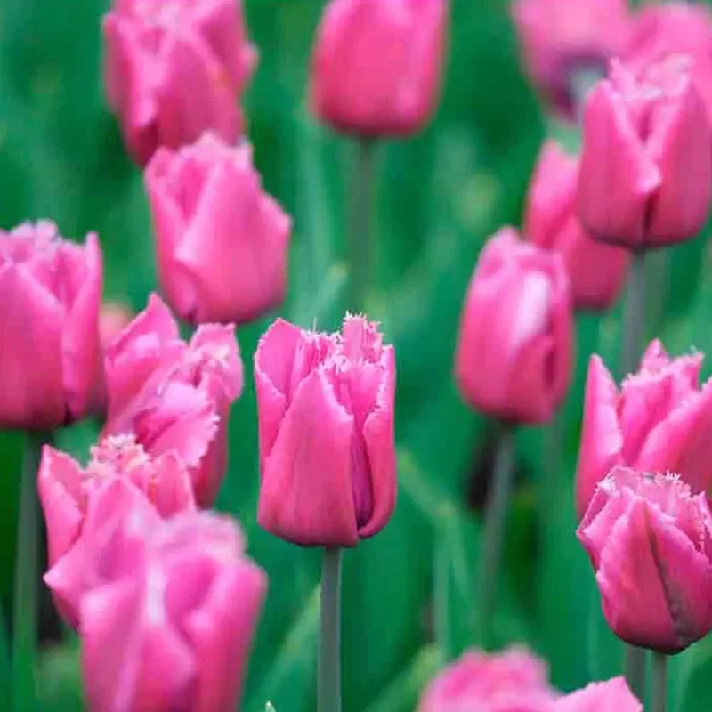 Tulipe Dentelle Louvre