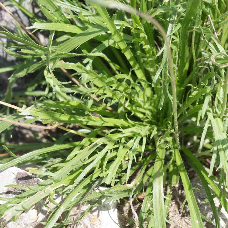 Plantain Corne De Cerf