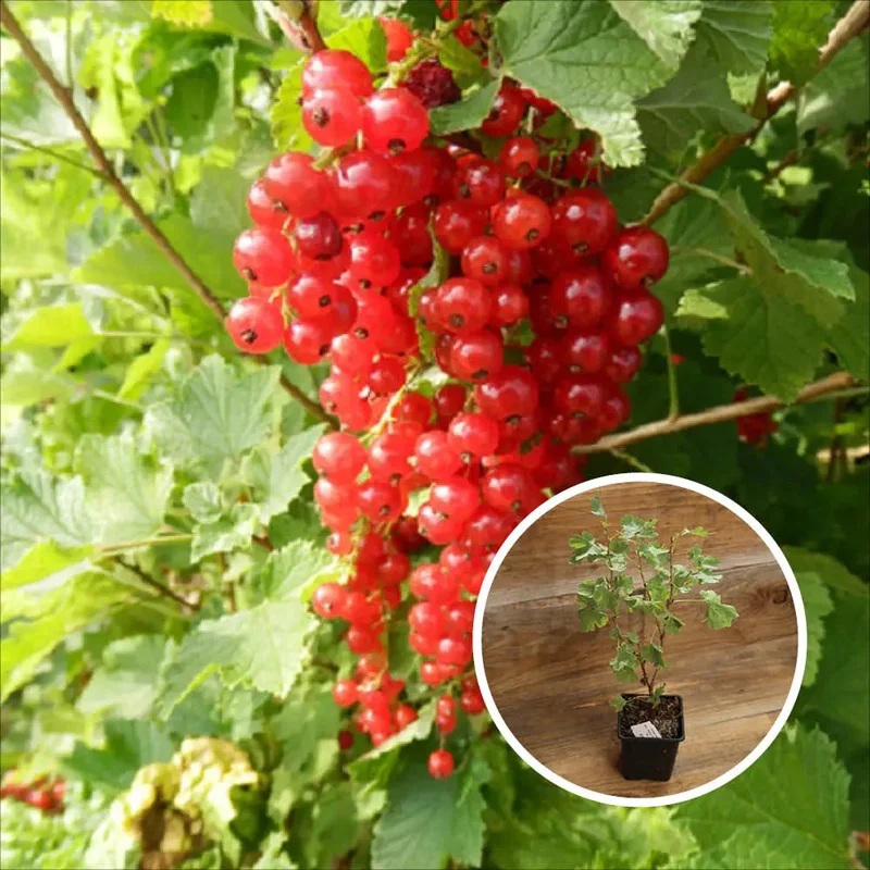 Groseillier À Grappe Rouge London Market