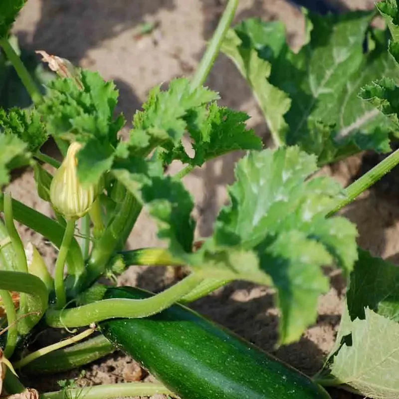 Courgette Verte De Milan