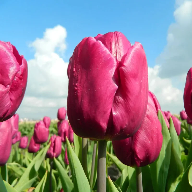 Tulipe Purple Prince