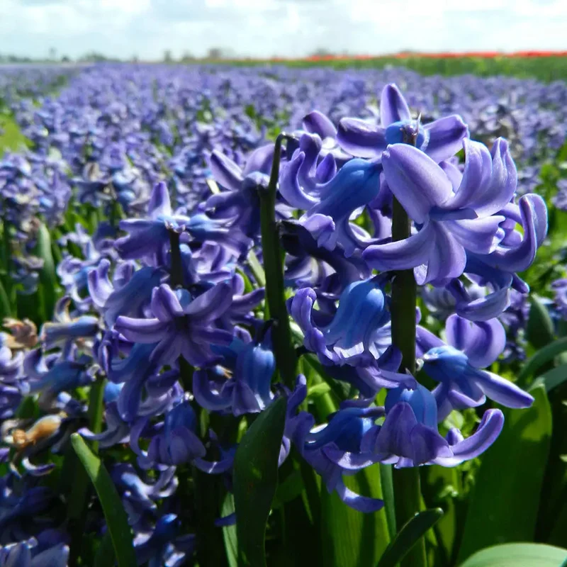 Jacinthe Delft Blue