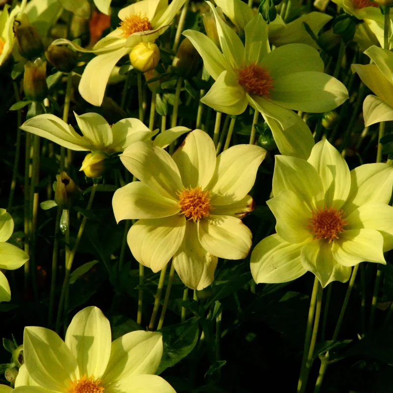 Dahlia Nain Simple Sable D'or