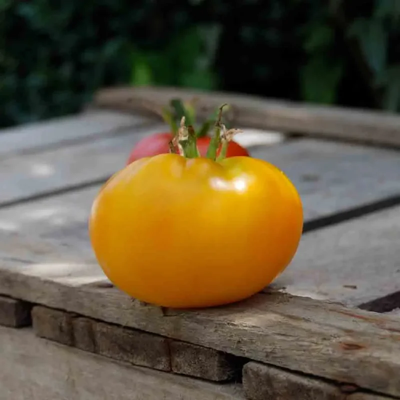 Tomate Jaune Saint Vincent