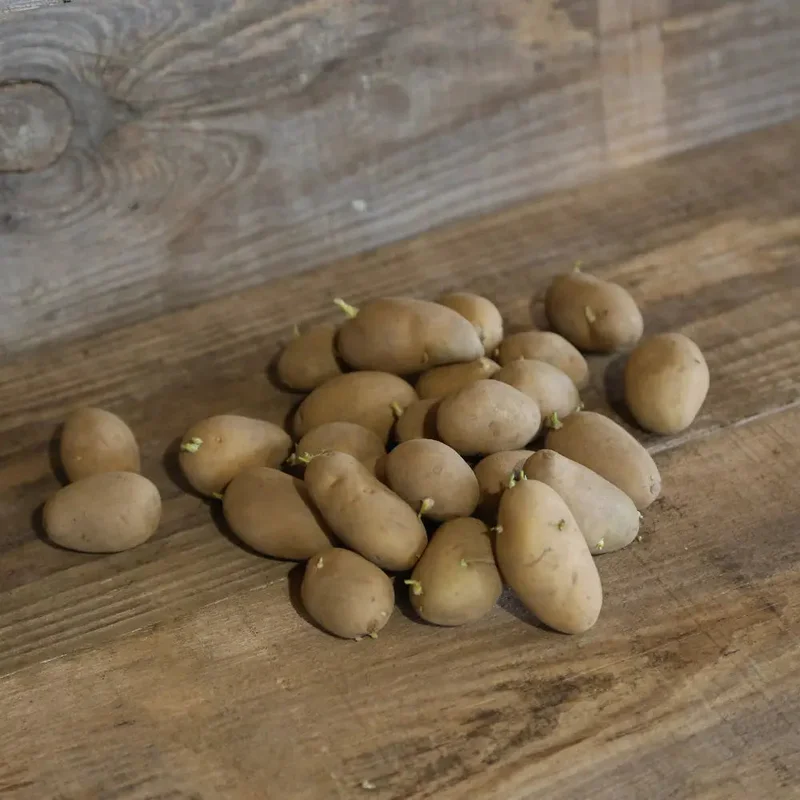 Pomme De Terre Dolwen Primeur® (Variété Gwenne)