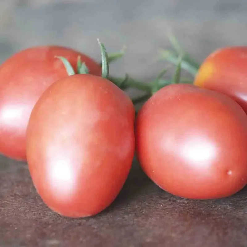 Tomate Olirose