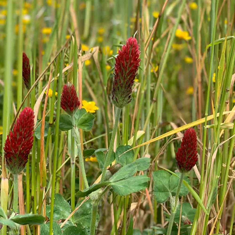 Trefle Incarnat 150 G