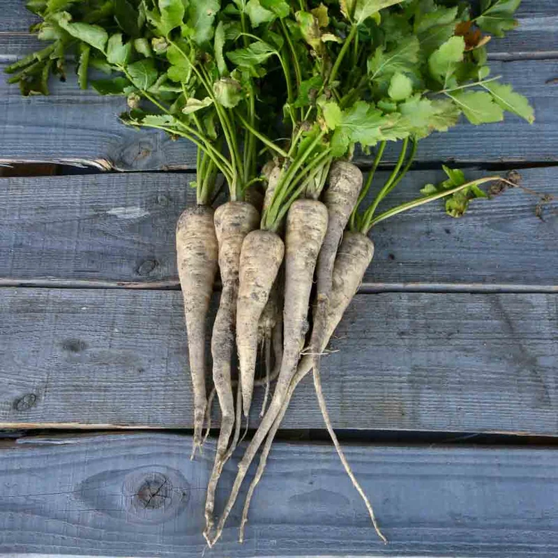 Panais Tender And True