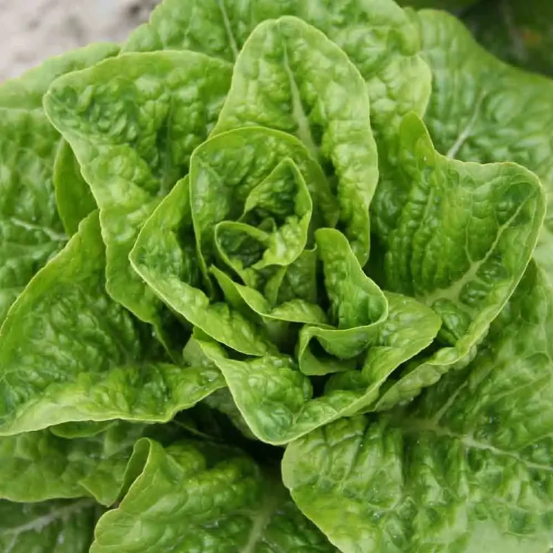 Laitue Romaine Pomme En Terre