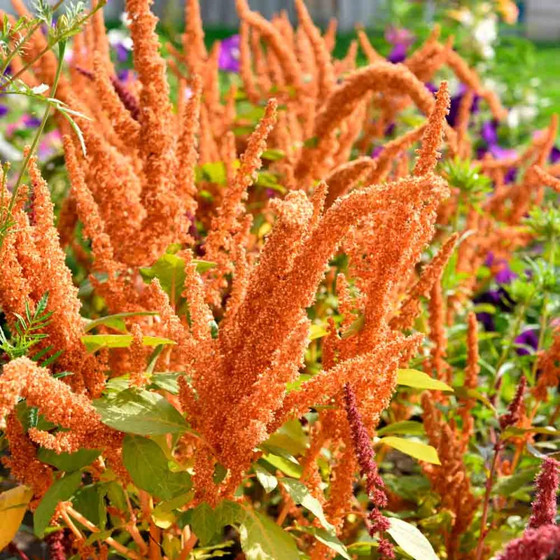 Amarante Golden Giant