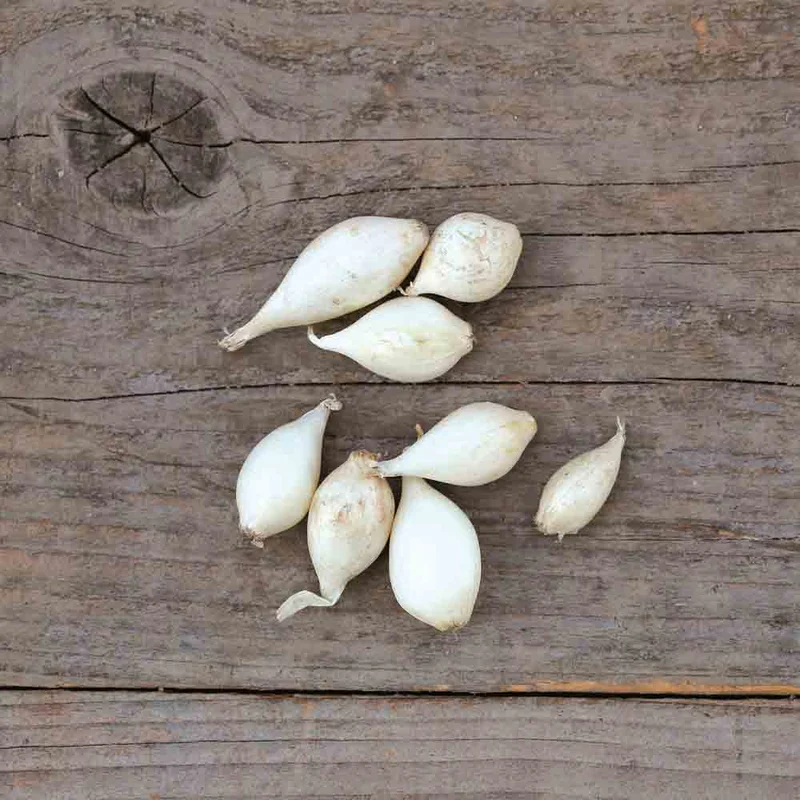 Oignon Blanc Snowball