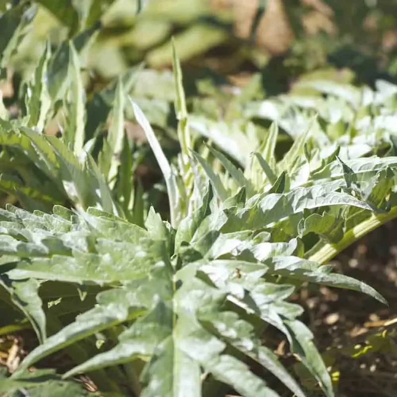 Cardon Epineux Argente De Plainpalais