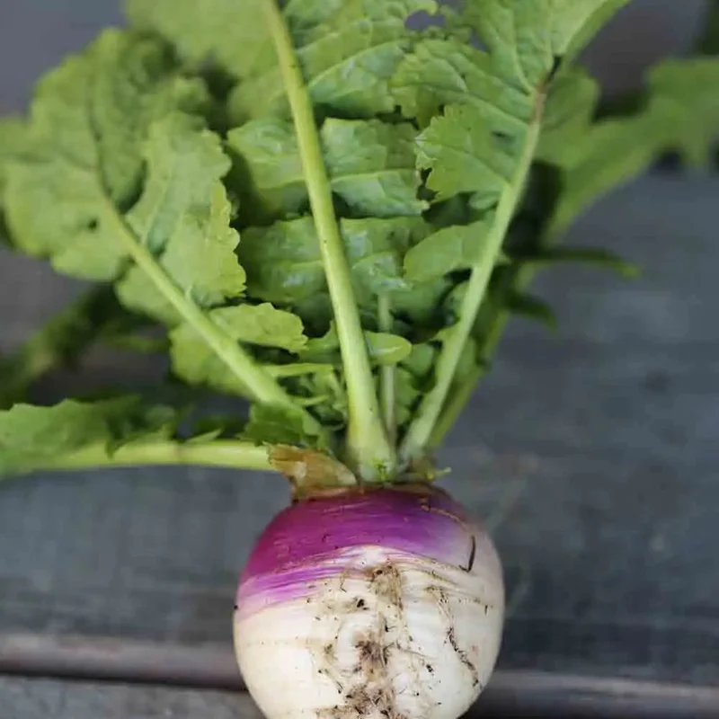 Navet Blanc Globe A Collet Violet