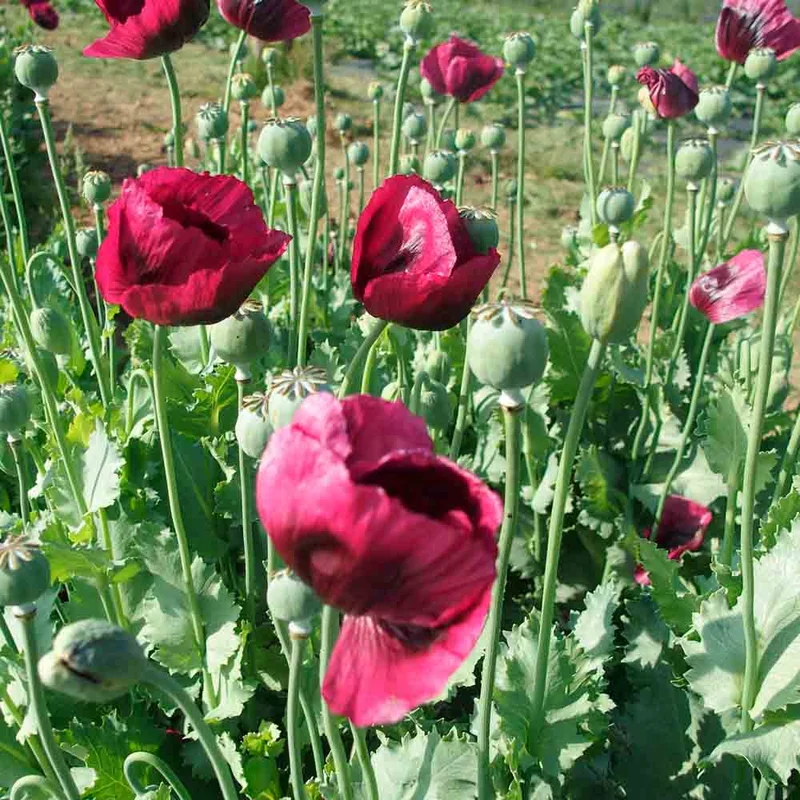 Pavot Hen And Chicken