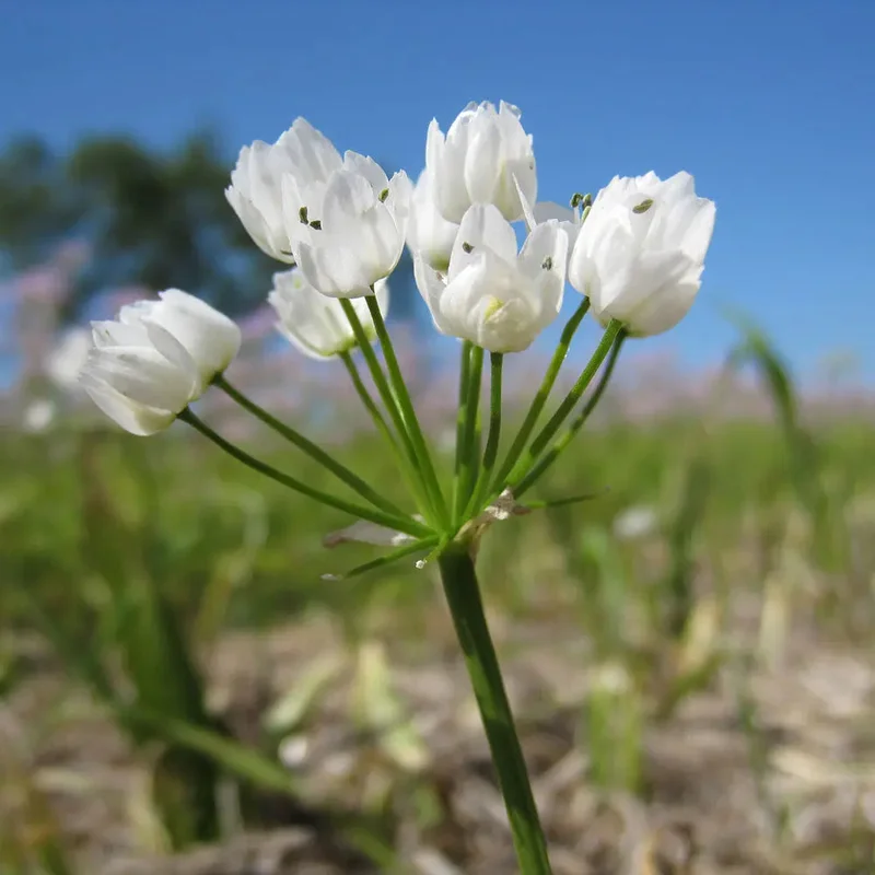 Allium Cowanii