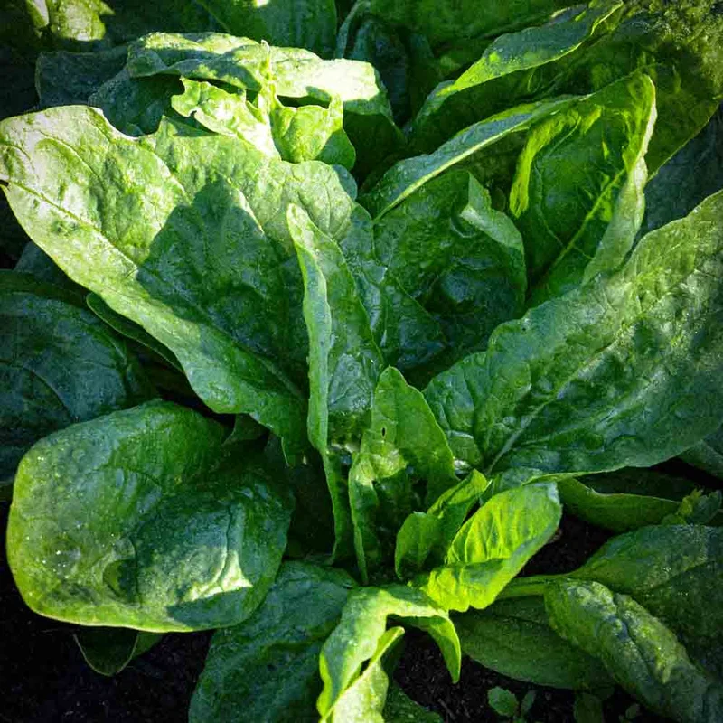 Epinard Monstrueux De Viroflay