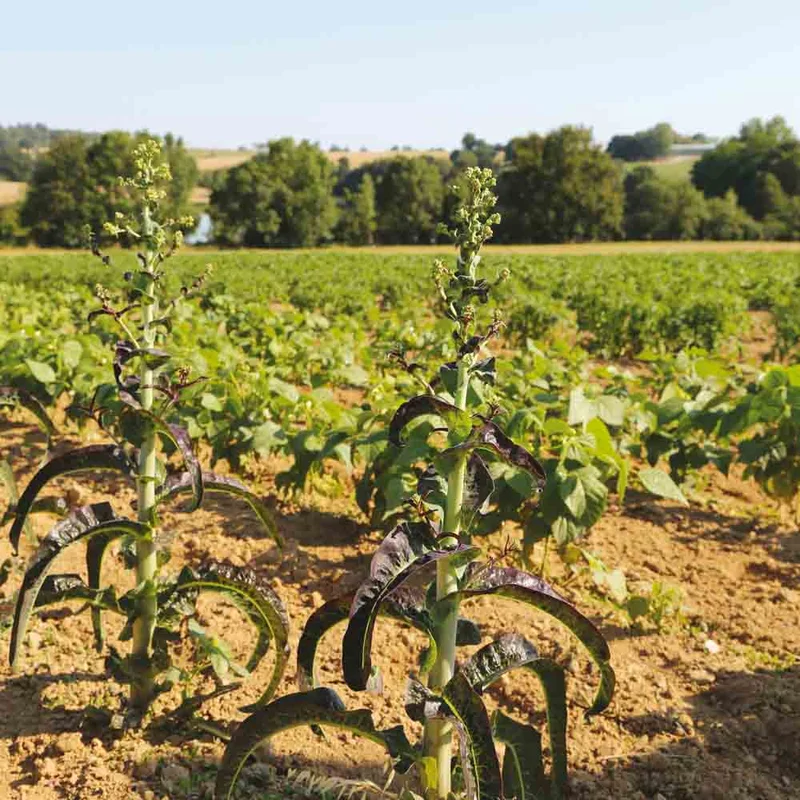 Laitue Asperge Hongyewosun