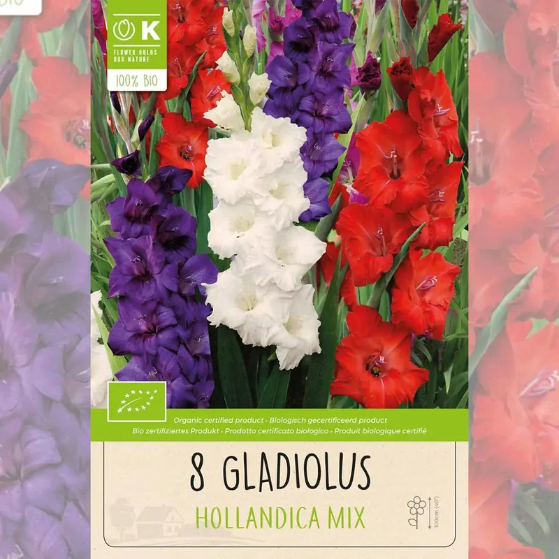 Glaïeul Hollandica En Mélange