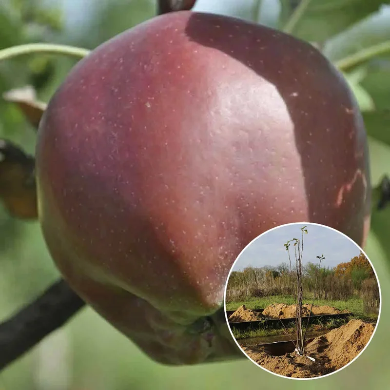 Pommier Calville Rouge D'hiver