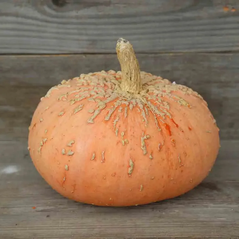 Potiron Galeuse D'eysines