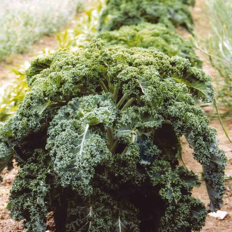 Chou Frise Kale Branchu Du Poitou