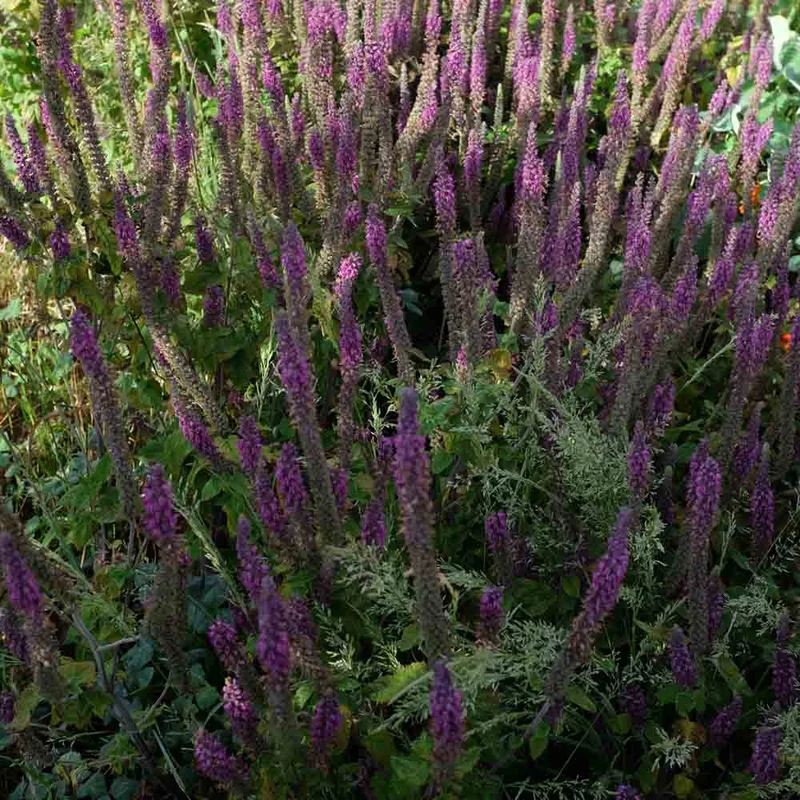 Germandree D'iran