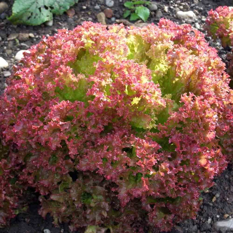 Laitue A Couper Lollo Rossa