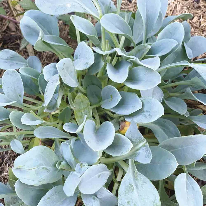 Mertensia Maritima Ou Plante Huitre