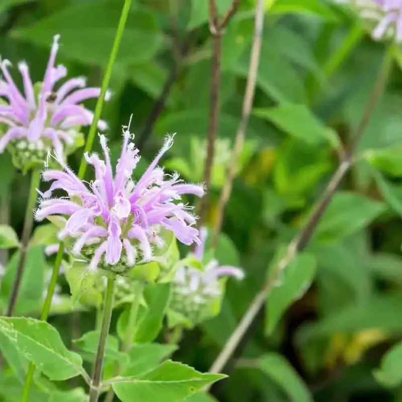 Monarde Bergamote