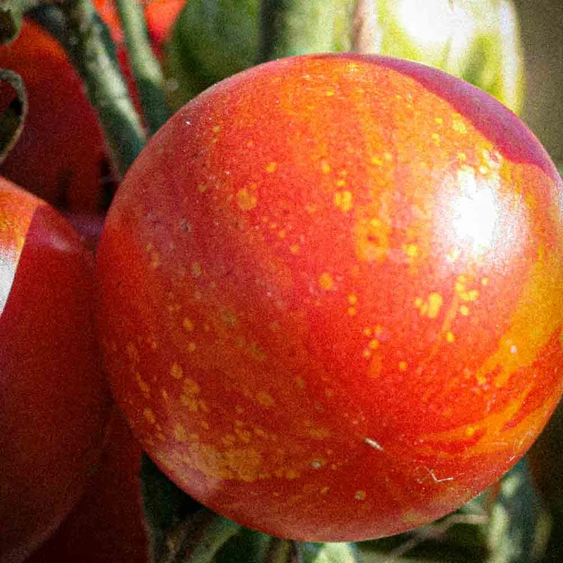 Tomate Tigrella Bicolore