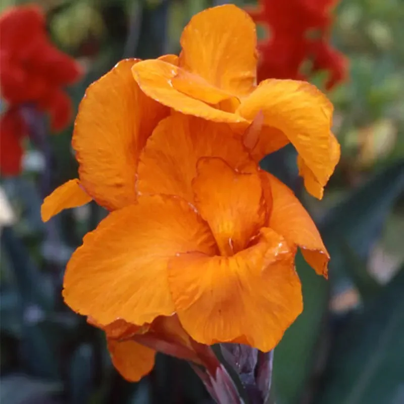 Canna Haut Feuillage Pourpre Mélange