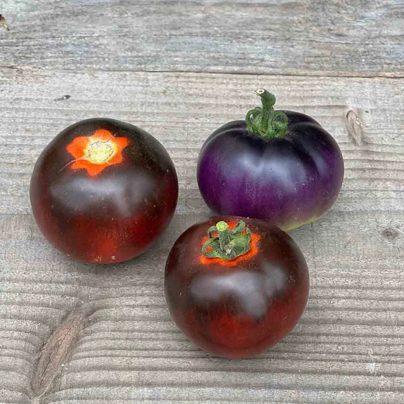 Tomate Bleue P20 Ou Osu Blue P20